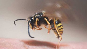 Nọc của con ong đốt vào người có tác dụng gì, có lợi không